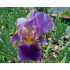 Iris germanica ‘Lent A. Williamson’