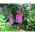Astilbe chinensis ‘Purpurkerze’