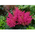 Astilbe ‘Raspberry’