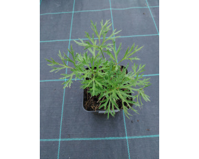 Anemone multifida