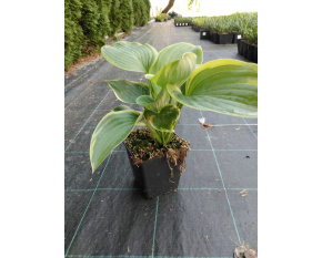 Hosta Shadowland ‘Wu-La-La’