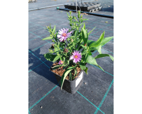 Aster dumosus ‘Early Blue’