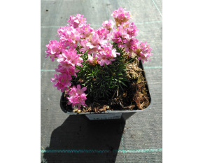 Armeria juniperifolia ‘Drake's Deep Form’