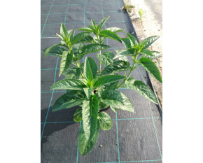 Veronica longifolia ‘First Love’
