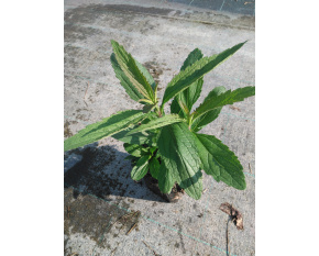 Verbena hastata ‘Blue Spires’