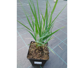 Calamagrostis x acutiflora ‘Karl Foerster’
