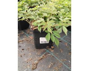 Astilbe chinensis ‘Pumila’