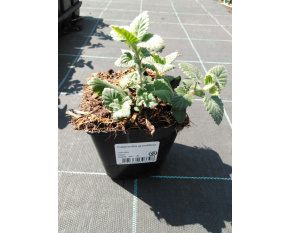 Calamintha grandiflora