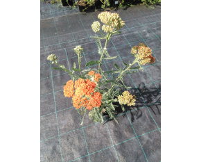 Achillea millefolium ‘Terracotta’
