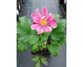Anemone japonica ‘Pamina’