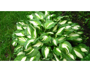 Hosta undulata ‘Mediovariegata’