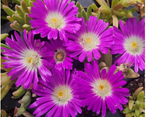 Delosperma ‘Wheels Of Wonder Purple’