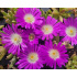 Delosperma ‘Wheels Of Wonder Purple’