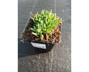Delosperma basuticum ‘White Nugget’