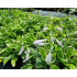 Hosta ‘So Sweet’