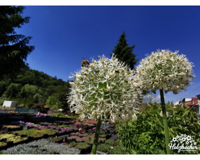 Allium ‘Mount Everest’
