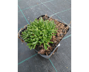 Delosperma lavisiae