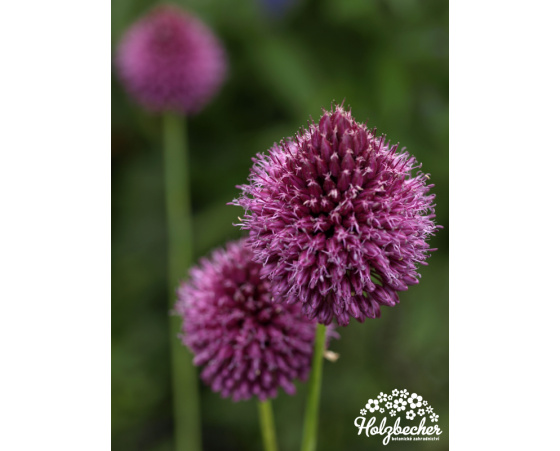 Allium sphaerocephalon