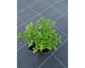 Veronica austriaca ‘Royal Blue’