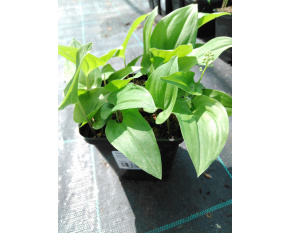 Maianthemum bifolium