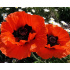 Papaver orientale ‘Allegro’