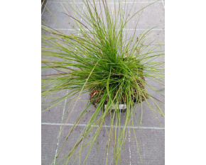 Festuca ‘Walberla’