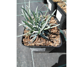 Dianthus plumarius ‘Angel of Hope’