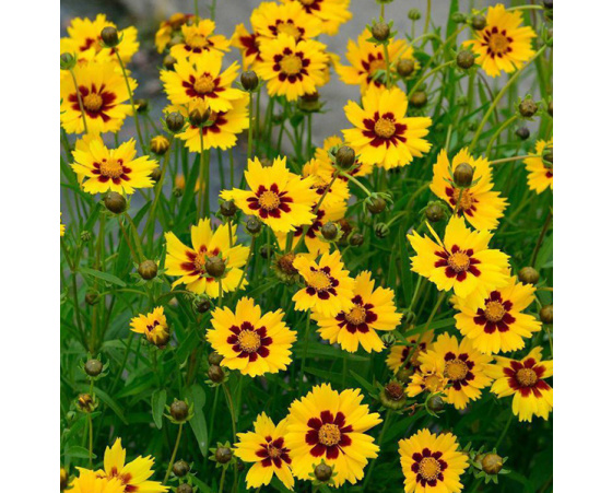 Coreopsis lanceolata ‘Sterntaler’