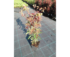Euphorbia ‘Miners Merlot’