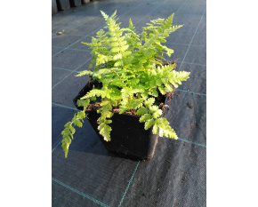 Dryopteris filix-mas