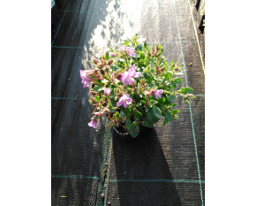 Chaenorrhinum origanifolium