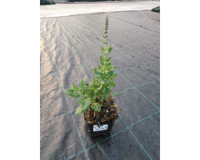 Salvia nemorosa ‘Ostfriesland’