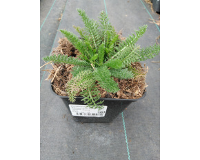 Achillea millefolium ‘Desert Eve Deep Rose’