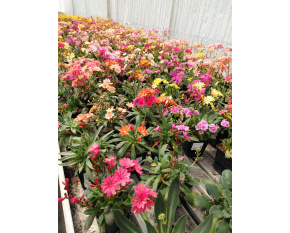 Lewisia cotyledon Select
