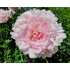 Paeonia lactiflora ‘Sarah Bernhardt’
