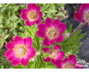 Anemone x lesseri