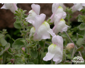 Antirrhinum hispanicum