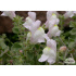 Antirrhinum hispanicum