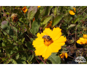 Coreopsis auriculata nana ‘Elfin Gold’