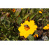 Coreopsis auriculata nana ‘Elfin Gold’