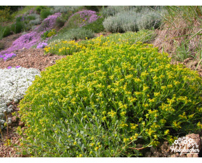 Euphorbia spinosa