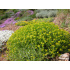 Euphorbia spinosa