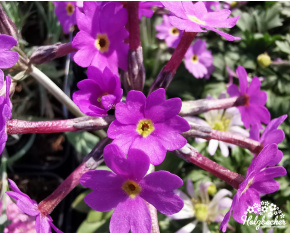 Primula halleri