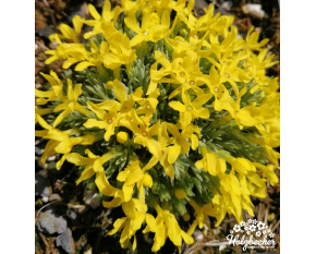 Vitaliana primuliflora