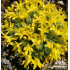Vitaliana primuliflora