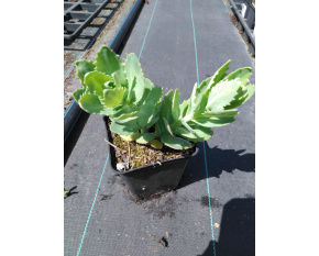 Sedum ‘Herbstfreude’