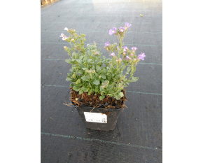 Chaenorrhinum origanifolium