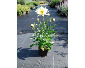 Leucanthemum maximum ‘Broadway Lights’