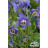 Aquilegia flabellata ‘Mini Star’
