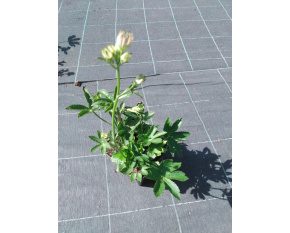 Astrantia major